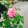 Cây Hoa Dâm Bụt Hồng Cánh Kép Size Lớn 120cm 2 năm tuổi, giá ưu đãi 150.000₫ 4
