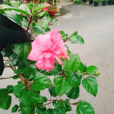 Cây Hoa Dâm Bụt Hồng Cánh Kép Size Lớn 120cm 2 năm tuổi, giá ưu đãi 150.000₫ 4 Cây Hoa Dâm Bụt Hồng Cánh Kép Size Lớn 120cm 2 năm tuổi, giá ưu đãi 150.000₫ 4