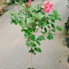 Cây Hoa Dâm Bụt Hồng Cánh Kép Size Lớn 120cm 2 năm tuổi, giá ưu đãi 150.000₫ 5