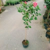 Cây Hoa Dâm Bụt Hồng Cánh Kép Size Lớn 120cm 2 năm tuổi, giá ưu đãi 150.000₫ 6