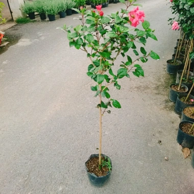 Cây Hoa Dâm Bụt Hồng Cánh Kép Size Lớn 120cm 2 năm tuổi, giá ưu đãi 150.000₫