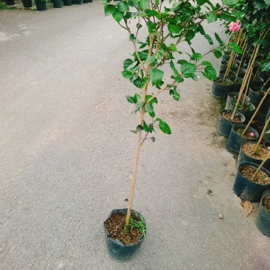 Cây Hoa Dâm Bụt Hồng Cánh Kép Size Lớn 120cm 2 năm tuổi, giá ưu đãi 150.000₫ 7 Cây Hoa Dâm Bụt Hồng Cánh Kép Size Lớn 120cm 2 năm tuổi, giá ưu đãi 150.000₫ 7