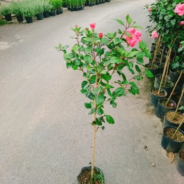 Cây Hoa Dâm Bụt Hồng Cánh Kép Size Lớn 120cm 2 năm tuổi, giá ưu đãi 150.000₫ 8 Cây Hoa Dâm Bụt Hồng Cánh Kép Size Lớn 120cm 2 năm tuổi, giá ưu đãi 150.000₫ 8