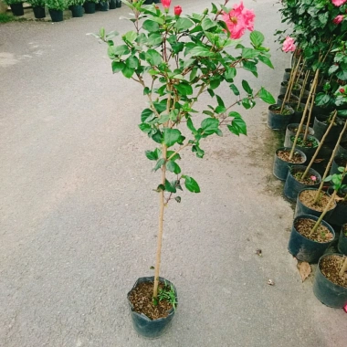 Cây Hoa Dâm Bụt Hồng Cánh Kép Size Lớn 120cm 2 năm tuổi, giá ưu đãi 150.000₫