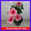 Cây Hoa Dâm Bụt Hồng Viền Trắng - Cây Cảnh Đẹp Giá Ưu Đãi 75.000₫