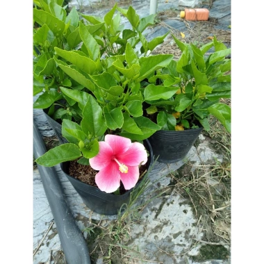 Cây Hoa Dâm Bụt Hồng Viền Trắng - Cây Cảnh Đẹp Giá Ưu Đãi 75.000₫ 2 Cây Hoa Dâm Bụt Hồng Viền Trắng - Cây Cảnh Đẹp Giá Ưu Đãi 75.000₫ 2
