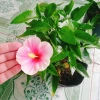 Cây Hoa Dâm Bụt Hồng Viền Trắng - Cây Cảnh Đẹp Giá Ưu Đãi 75.000₫ 5