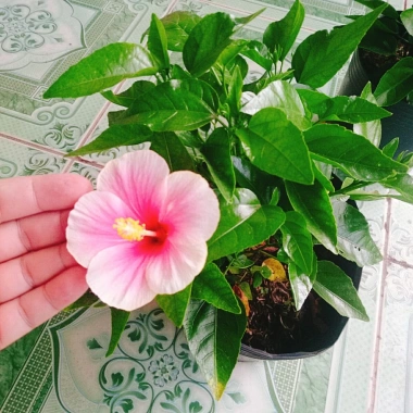 Cây Hoa Dâm Bụt Hồng Viền Trắng - Cây Cảnh Đẹp Giá Ưu Đãi 75.000₫ 5 Cây Hoa Dâm Bụt Hồng Viền Trắng - Cây Cảnh Đẹp Giá Ưu Đãi 75.000₫ 5