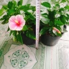 Cây Hoa Dâm Bụt Hồng Viền Trắng - Cây Cảnh Đẹp Giá Ưu Đãi 75.000₫ 6