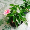 Cây Hoa Dâm Bụt Hồng Viền Trắng - Cây Cảnh Đẹp Giá Ưu Đãi 75.000₫ 7