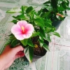 Cây Hoa Dâm Bụt Hồng Viền Trắng - Cây Cảnh Đẹp Giá Ưu Đãi 75.000₫ 8