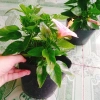 Cây Hoa Dâm Bụt Hồng Viền Trắng - Cây Cảnh Đẹp Giá Ưu Đãi 75.000₫ 9