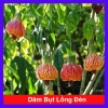 Cây Hoa Dâm Bụt Lồng Đèn - Cây cảnh đẹp, giá chỉ 65.000₫, giảm mạnh từ 81.250