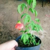 Cây Hoa Dâm Bụt Lồng Đèn - Cây cảnh đẹp, giá chỉ 65.000₫, giảm mạnh từ 81.250 6