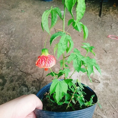 Cây Hoa Dâm Bụt Lồng Đèn - Cây cảnh đẹp, giá chỉ 65.000₫, giảm mạnh từ 81.250