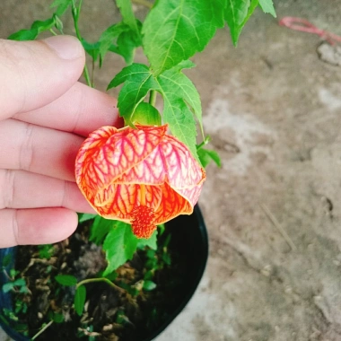 Cây Hoa Dâm Bụt Lồng Đèn - Cây cảnh đẹp, giá chỉ 65.000₫, giảm mạnh từ 81.250