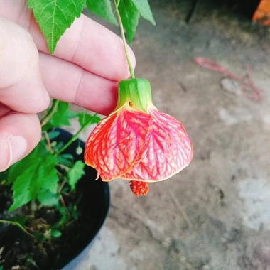Cây Hoa Dâm Bụt Lồng Đèn - Cây cảnh đẹp, giá chỉ 65.000₫, giảm mạnh từ 81.250