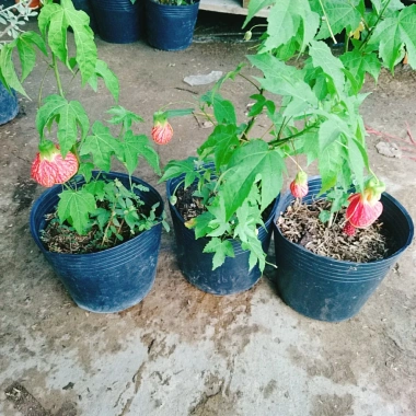 Cây Hoa Dâm Bụt Lồng Đèn - Cây cảnh đẹp, giá chỉ 65.000₫, giảm mạnh từ 81.250