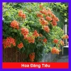 Cây hoa đăng tiêu - Cây cảnh sân vườn giảm còn 45.000đ, xanh mát, phong thủy tốt