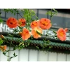 Cây hoa đăng tiêu - Cây cảnh sân vườn giảm còn 45.000đ, xanh mát, phong thủy tốt 2