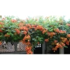 Cây hoa đăng tiêu - Cây cảnh sân vườn giảm còn 45.000đ, xanh mát, phong thủy tốt 3
