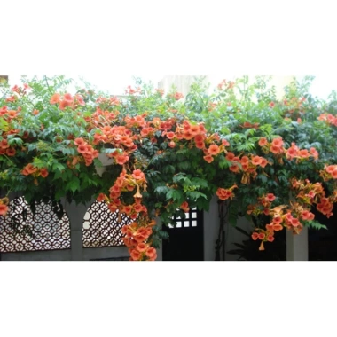 Cây hoa đăng tiêu - Cây cảnh sân vườn giảm còn 45.000đ, xanh mát, phong thủy tốt 3