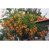Cây hoa đăng tiêu - Cây cảnh sân vườn giảm còn 45.000đ, xanh mát, phong thủy tốt 6