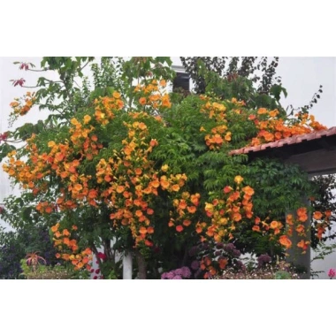 Cây hoa đăng tiêu - Cây cảnh sân vườn giảm còn 45.000đ, xanh mát, phong thủy tốt 6