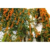 Cây hoa đăng tiêu - Cây cảnh sân vườn giảm còn 45.000đ, xanh mát, phong thủy tốt 7