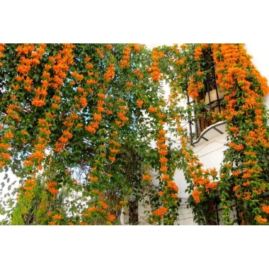 Cây hoa đăng tiêu - Cây cảnh sân vườn giảm còn 45.000đ, xanh mát, phong thủy tốt 7
