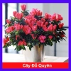 Cây hoa đỗ quyên đang có hoa - Cây cảnh để bàn giá ưu đãi 96.000₫