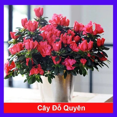 Cây hoa đỗ quyên đang có hoa - Cây cảnh để bàn giá ưu đãi 96.000₫