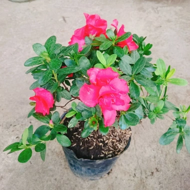 Cây hoa đỗ quyên đang có hoa - Cây cảnh để bàn giá ưu đãi 96.000₫
