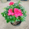 Cây hoa đỗ quyên đang có hoa - Cây cảnh để bàn giá ưu đãi 96.000₫ 3