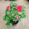 Cây hoa đỗ quyên đang có hoa - Cây cảnh để bàn giá ưu đãi 96.000₫ 5