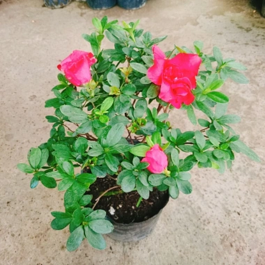 Cây hoa đỗ quyên đang có hoa - Cây cảnh để bàn giá ưu đãi 96.000₫