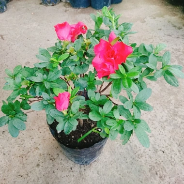Cây hoa đỗ quyên đang có hoa - Cây cảnh để bàn giá ưu đãi 96.000₫