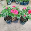 Cây hoa đỗ quyên đang có hoa - Cây cảnh để bàn giá ưu đãi 96.000₫ 7
