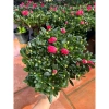 Cây hoa đỗ quyên sẵn nụ - Hoa tươi đẹp như hình, giá ưu đãi 85k