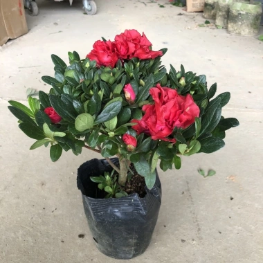 Cây hoa đỗ quyên sẵn nụ - Hoa tươi đẹp như hình, giá ưu đãi 85k