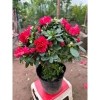 Cây hoa đỗ quyên sẵn nụ - Hoa tươi đẹp như hình, giá ưu đãi 85k 3