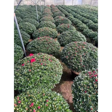 Cây hoa đỗ quyên sẵn nụ - Hoa tươi đẹp như hình, giá ưu đãi 85k