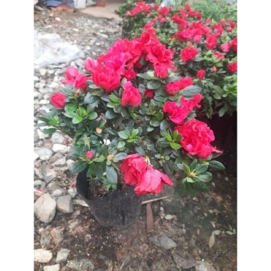 Cây hoa đỗ quyên sẵn nụ - Hoa tươi đẹp như hình, giá ưu đãi 85k 6 Cây hoa đỗ quyên sẵn nụ - Hoa tươi đẹp như hình, giá ưu đãi 85k 6