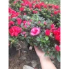 Cây hoa đỗ quyên sẵn nụ - Hoa tươi đẹp như hình, giá ưu đãi 85k 7