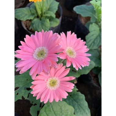 Cây Hoa Đồng Tiền Lùn Nụ Nhiều Màu - Đã có nụ và hoa, Giá chỉ 55.000 9