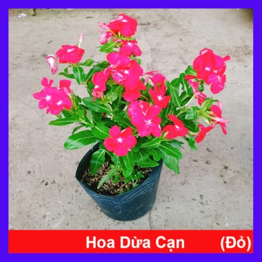 Cây hoa dừa cạn Đỏ - Nở hoa rực rỡ quanh năm, trang trí ban công, sân vườn, giá chỉ 35.000 VND