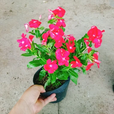 Cây hoa dừa cạn Đỏ - Nở hoa rực rỡ quanh năm, trang trí ban công, sân vườn, giá chỉ 35.000 VND