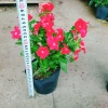Cây hoa dừa cạn Đỏ - Nở hoa rực rỡ quanh năm, trang trí ban công, sân vườn, giá chỉ 35.000 VND 3