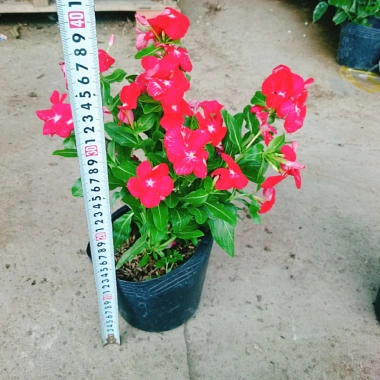 Cây hoa dừa cạn Đỏ - Nở hoa rực rỡ quanh năm, trang trí ban công, sân vườn, giá chỉ 35.000 VND
