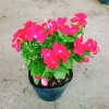 Cây hoa dừa cạn Đỏ - Nở hoa rực rỡ quanh năm, trang trí ban công, sân vườn, giá chỉ 35.000 VND 4